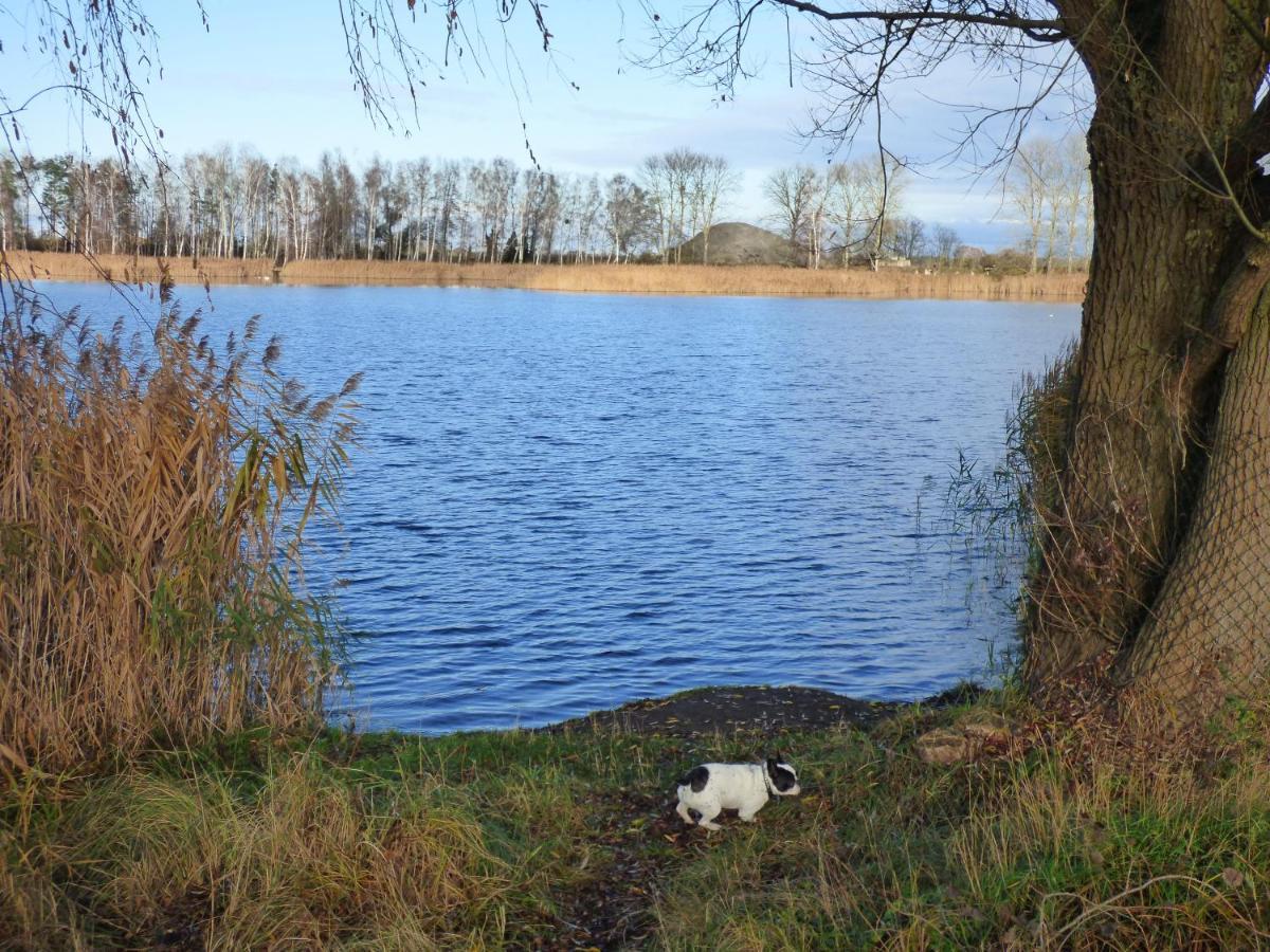 Uckermark "Ferienwohnung Sommerfugl " Passow  Exteriör bild